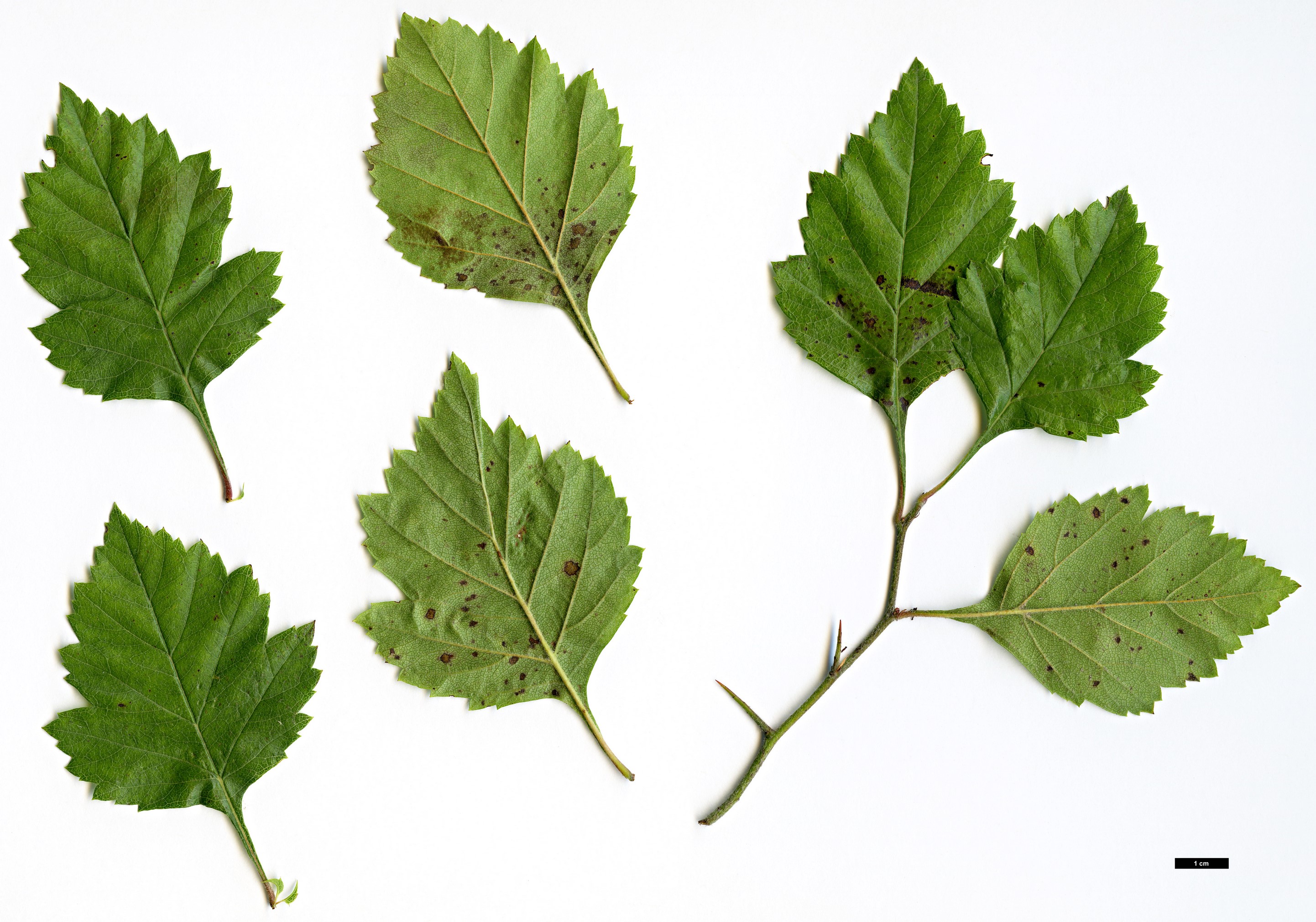 High resolution image: Family: Rosaceae - Genus: Crataegus - Taxon: mollis - SpeciesSub: var. viburnifolia